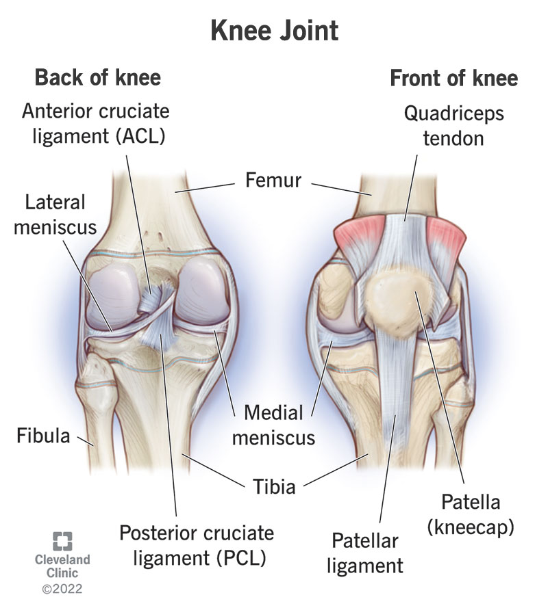 gpt acl pcl meniscos knee joint